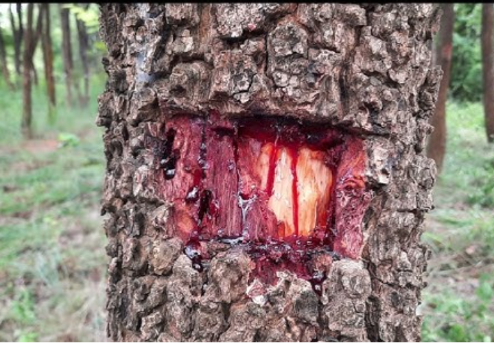 Rare Indian Red Sandalwood (Red Sanders) 70 years old – Government-Certified & Legal for Private Harvesting