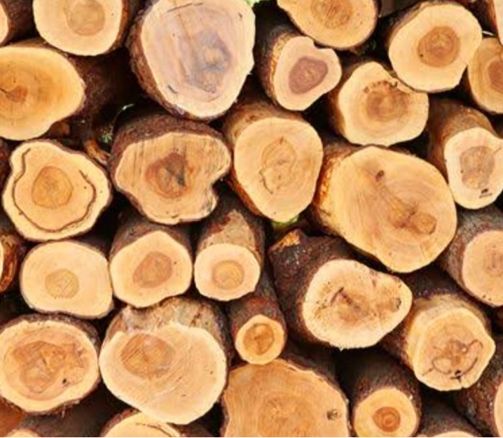 Government-Certified Premium Indian White Sandalwood Lot