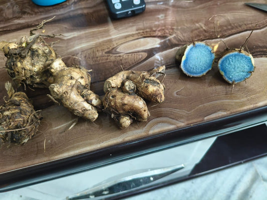 RARE Authentic Bhutan Black Turmeric (Curcuma aeruginosa) – Premium Organic Roots, Medicinal & Culinary Grade.