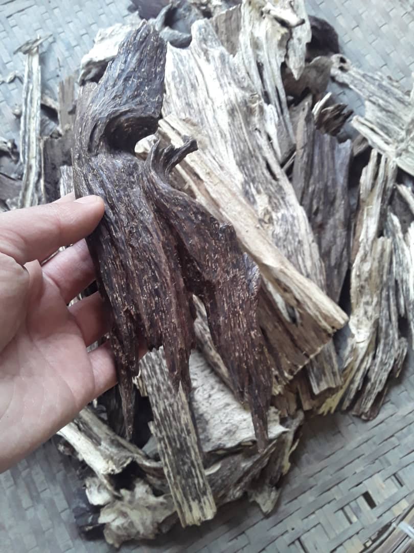 Bhutan’s Rare Himalayan Agarwood Oud: Premium Chips & Resin for Luxury Fragrance with Export License