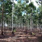 Rare Indian Red Sandalwood (Red Sanders) 70 years old – Government-Certified & Legal for Private Harvesting