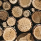 Government-Certified Premium Indian White Sandalwood Lot