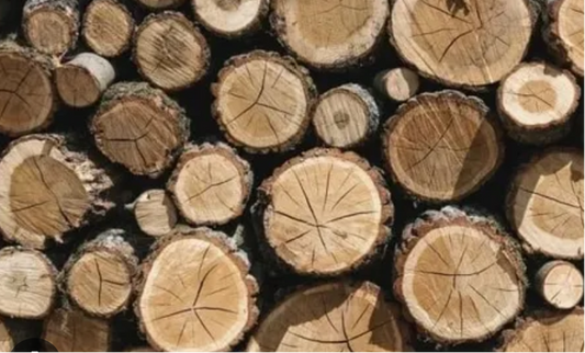 Government-Certified Premium Indian White Sandalwood Lot