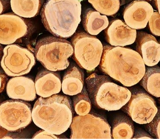 Government-Certified Premium Indian White Sandalwood Lot