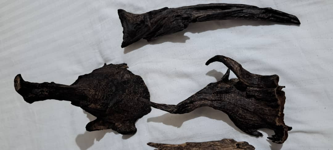 Bhutan’s Rare Himalayan Agarwood Oud: Premium Chips & Resin for Luxury Fragrance with Export License